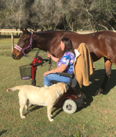 horse dog wheelchair
